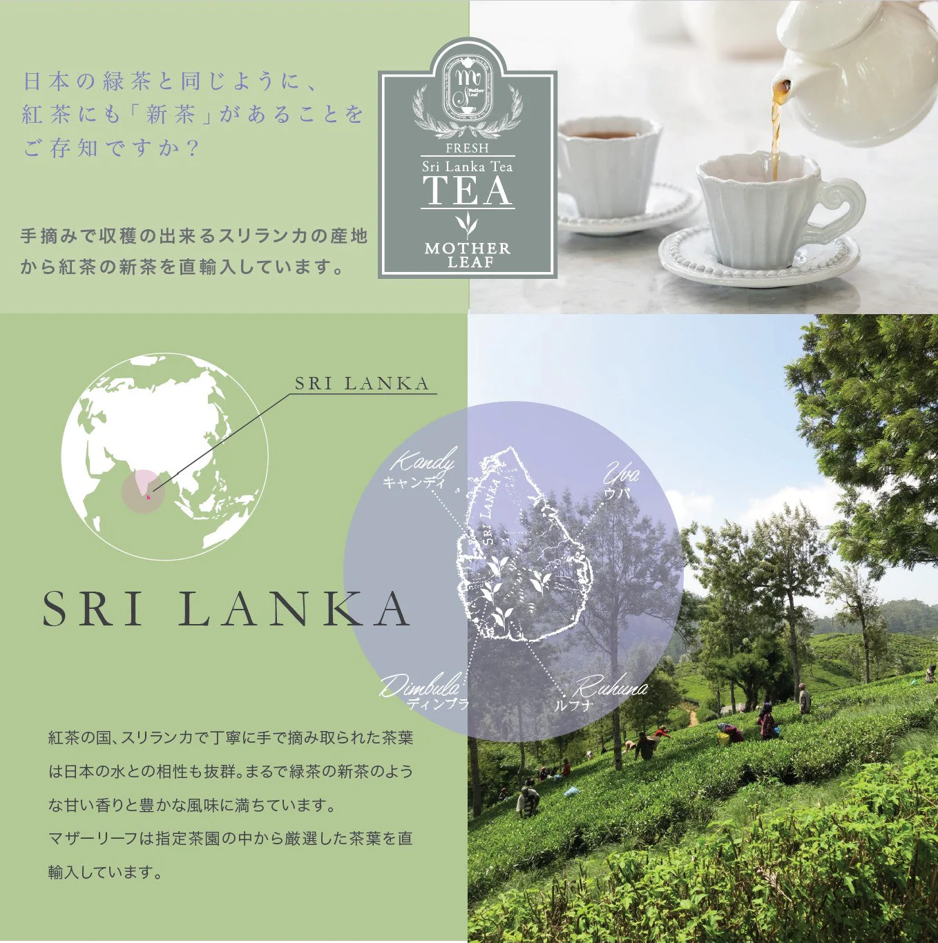【紅茶専門店　マザーリーフ】オリジナルフレーバーティー（ティーバッグ） ストロベリー ローズ 20TeaBag - Image 7